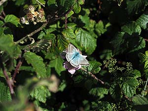 Chalk hill blue