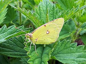 Clouded Yellow