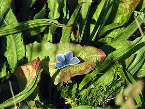 Common Blue