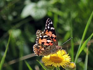 Painted Lady