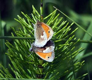 Small Heath