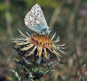 chalk hill blue