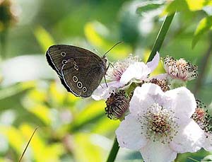 Ringlet