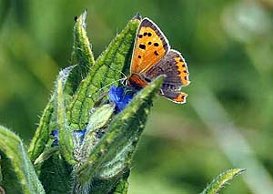 small copper