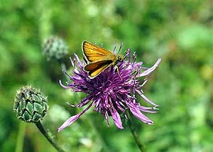 small skipper