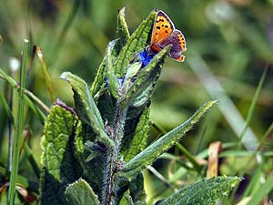 Small Copper