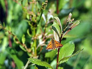 Large Skipper