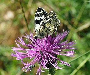 Marbled white