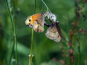 Meadow Brown